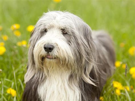 shaggy dog pictures|tall shaggy dog breed.